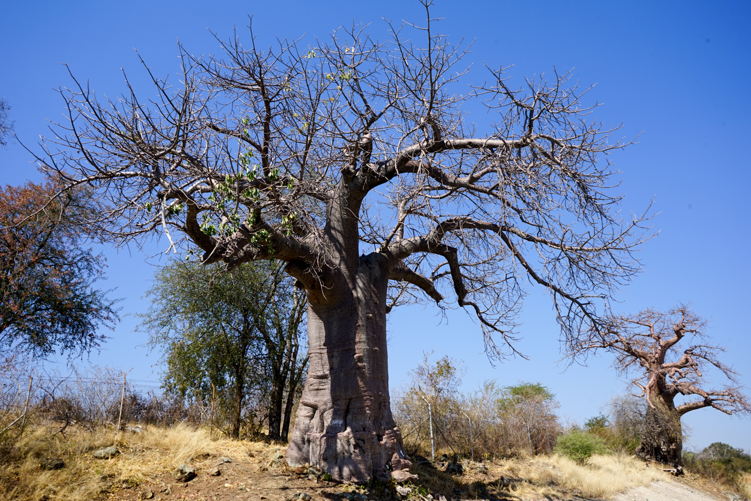 バオバブの木